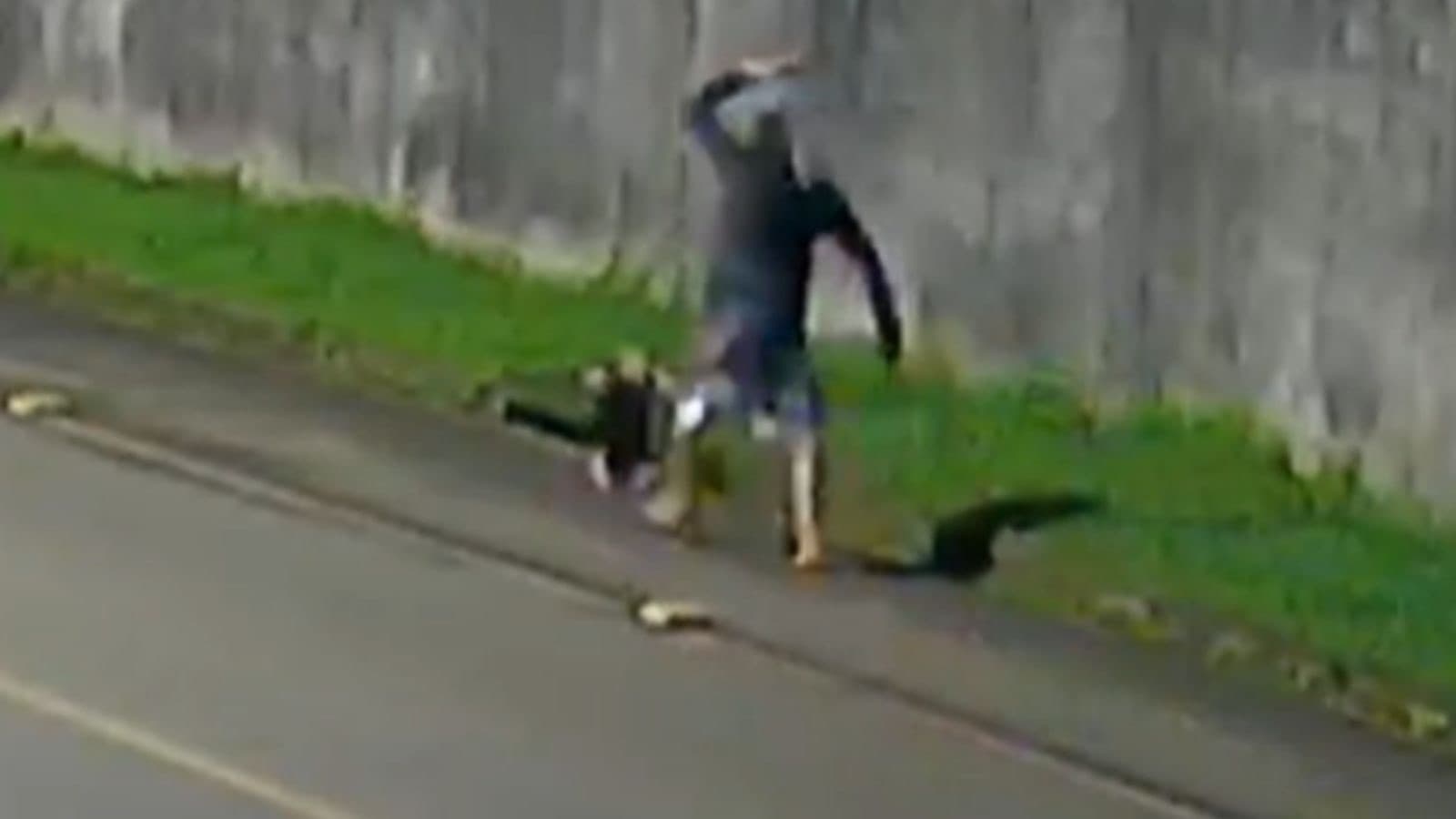 Homem espanca tamanduá a pauladas em SC e revolta moradores
