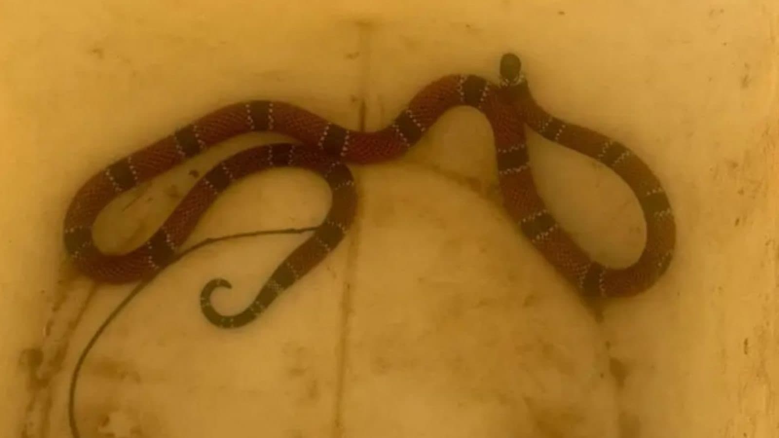 Cobra coral é encontrada dentro de creche em Florianópolis