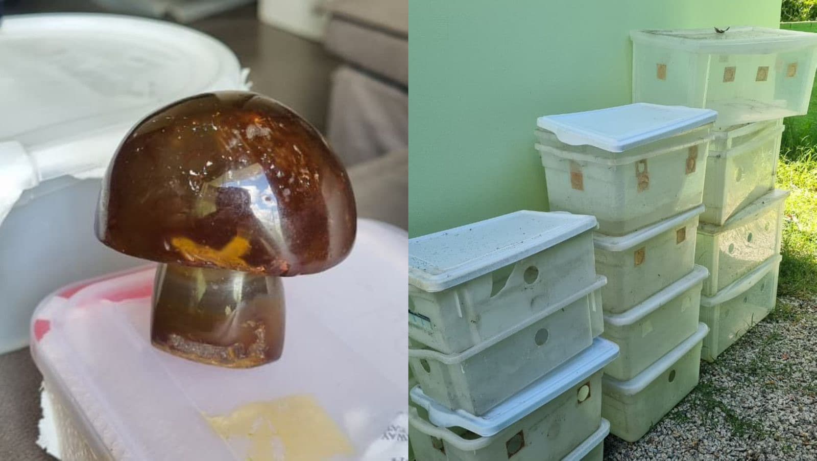 Operação policial identifica estrutura para produção de “cogumelos mágicos” em SC