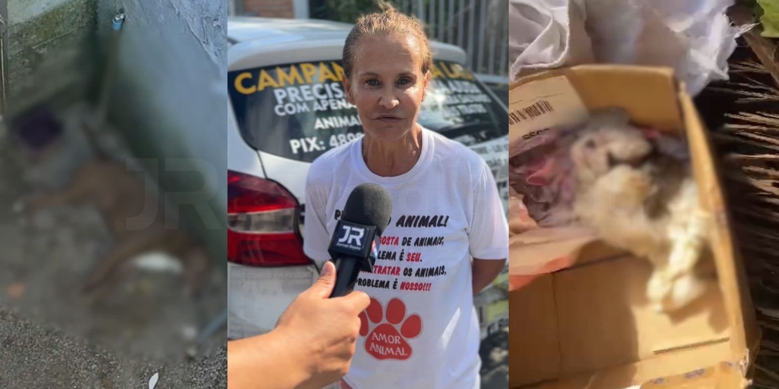 “Cheiro podre”: cães vivem entre carcaças e fezes em canil de “protetora” em Florianópolis