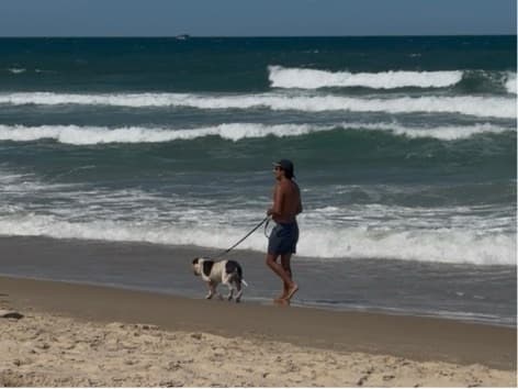 Liberado cachorro na praia: Campeche e Ingleses agora tem novas regras