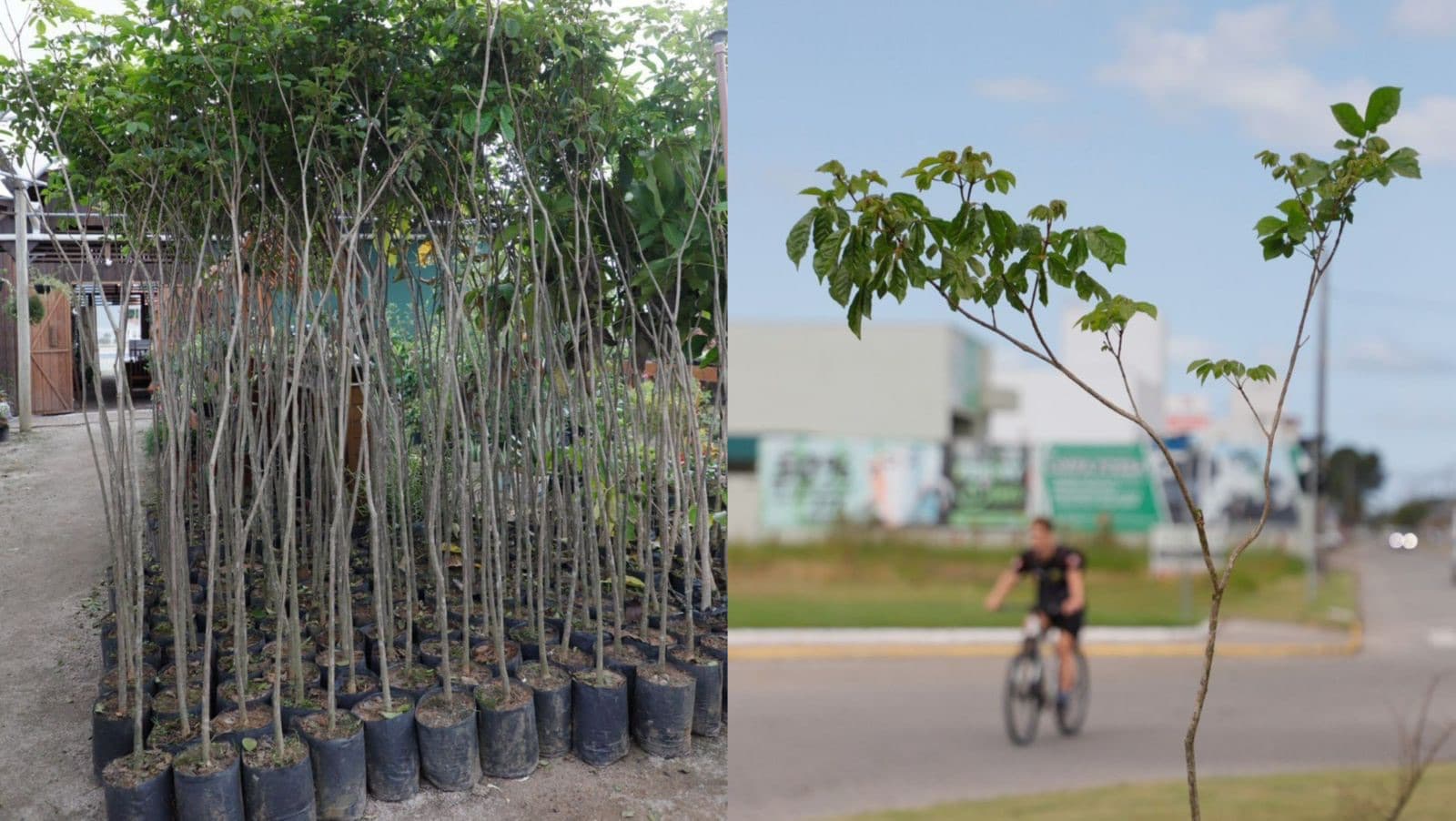 Tijucas mais bonita: população poderá indicar onde plantar árvores