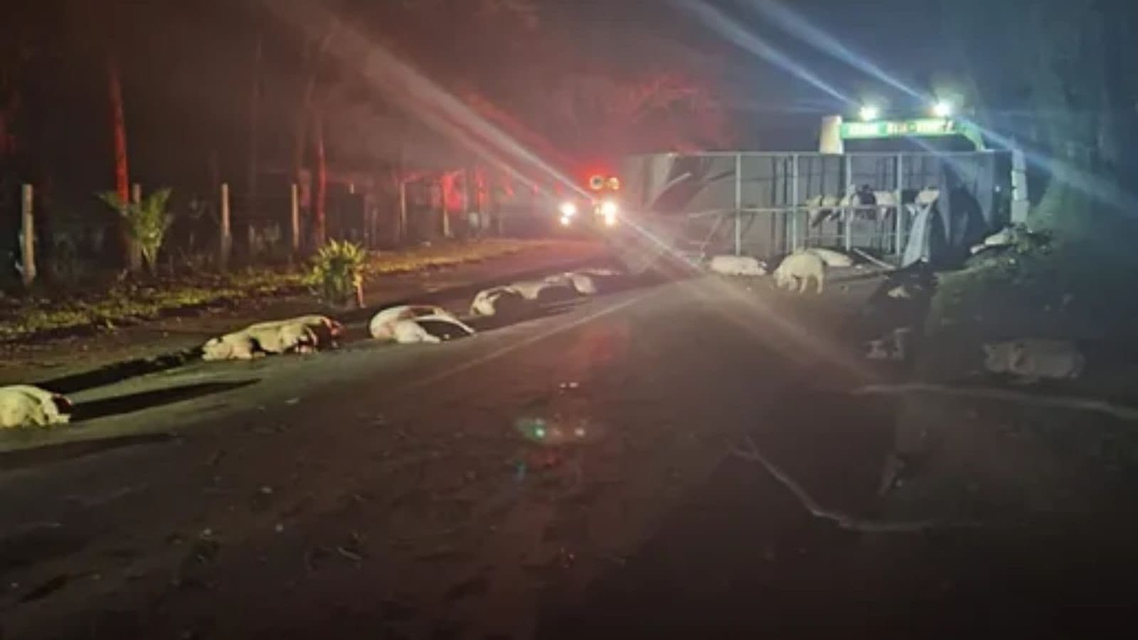 Caminhão com carga de porcos tomba na SC-283 e deixa animais mortos na pista