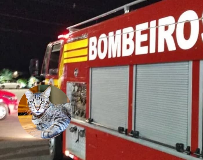 Gato some por duas semanas e é resgatado vivo de tubulação de churrasqueira em São José