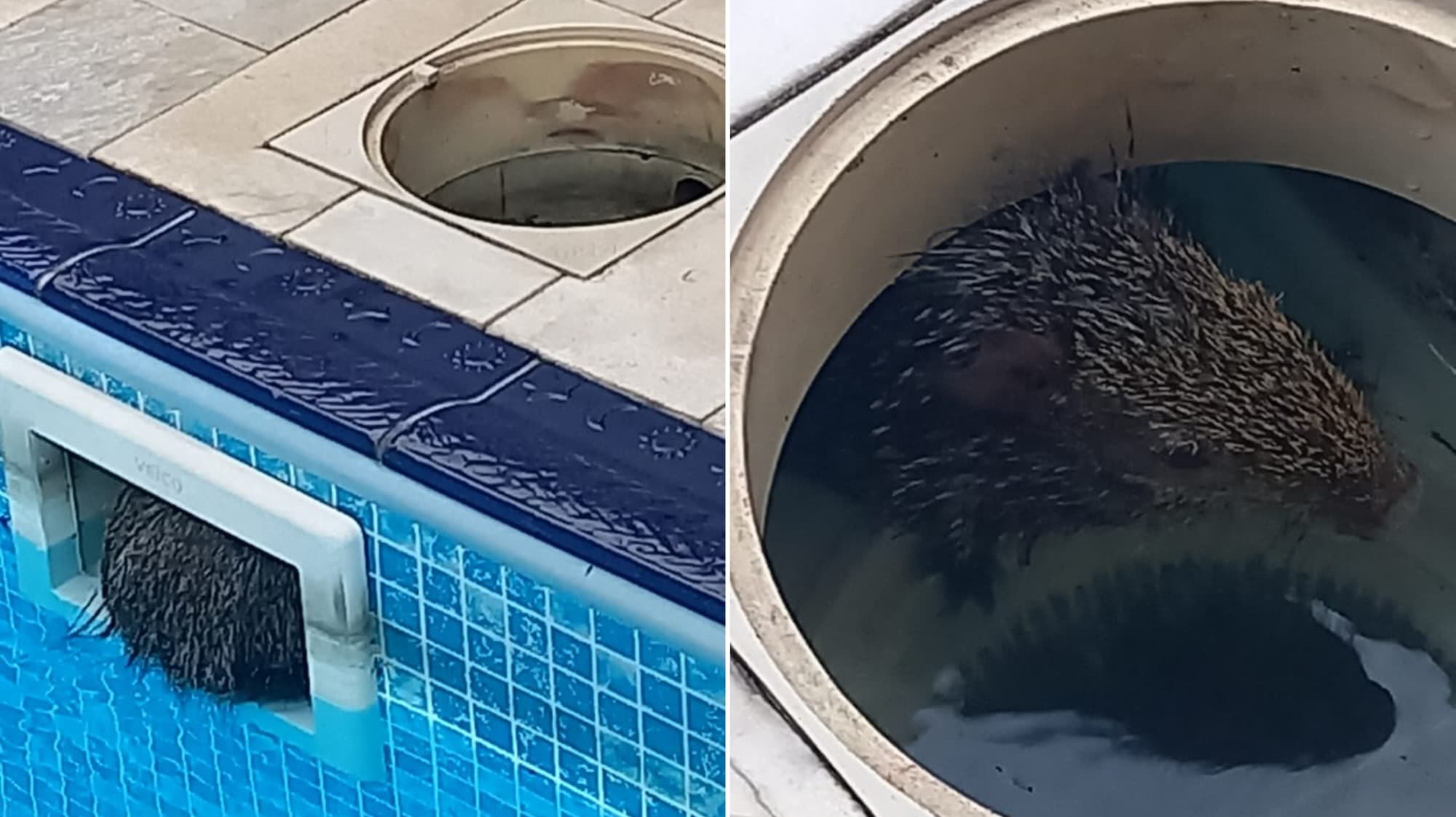 Cotia cai em piscina, fica presa no filtro e bombeiros correm para o resgate em Blumenau