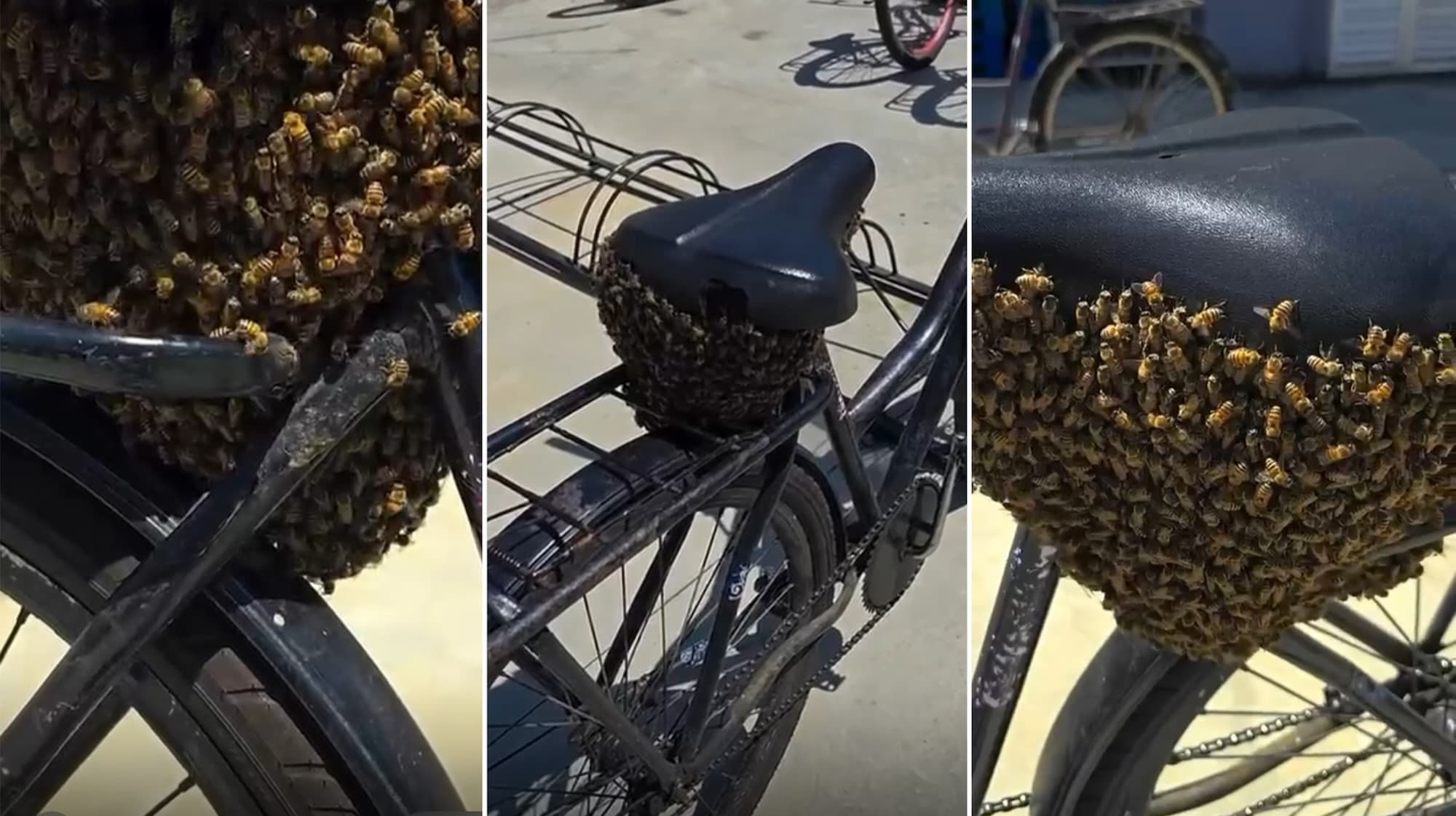 “Banco doce” viraliza em SC após atrair enxame de abelhas em bicicletário
