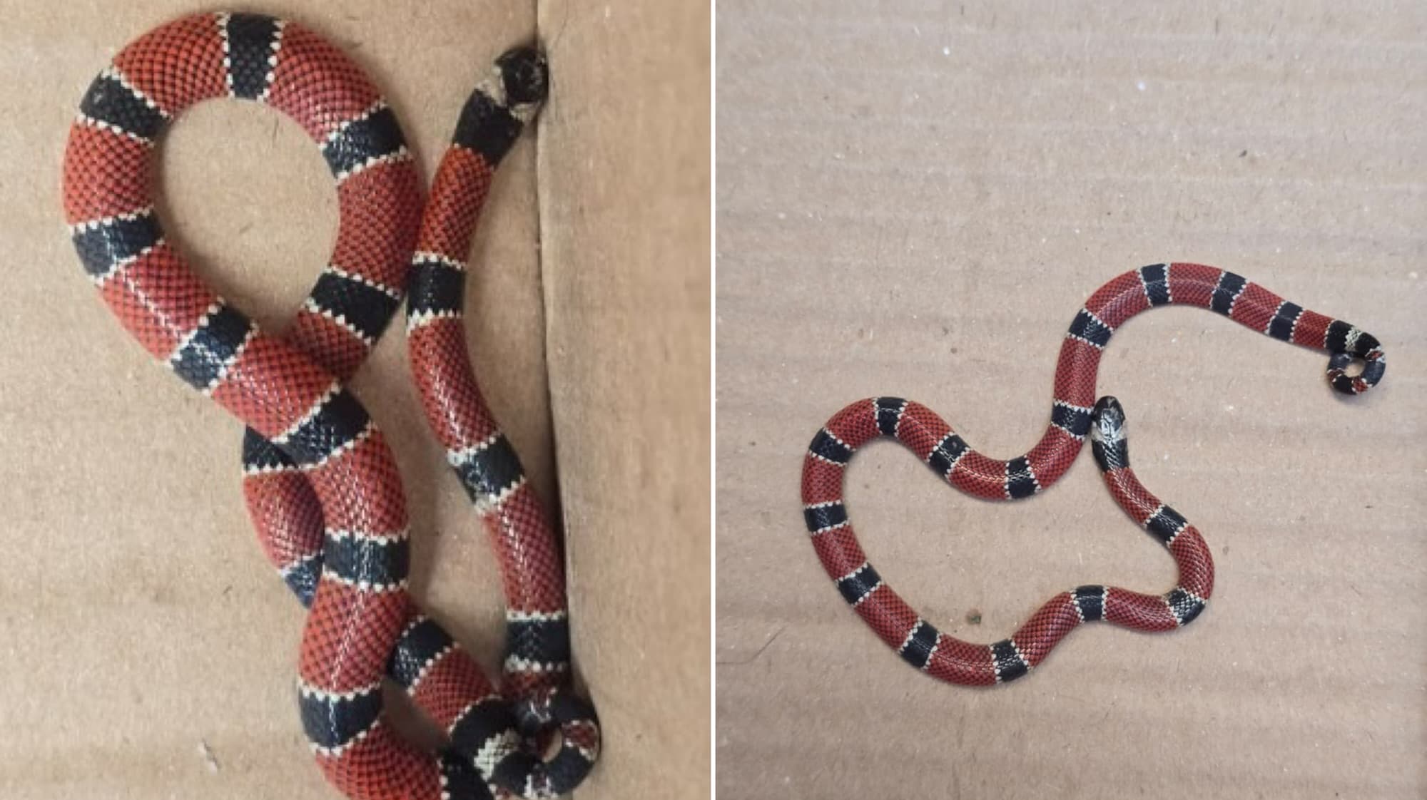 Cobra altamente venenosa é capturada dentro de casa no Sul da Ilha, em Florianópolis