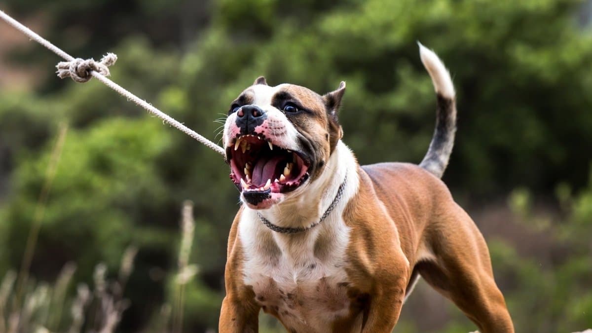 Criança de 9 anos tem perna dilacerada por pitbull e é socorrida às pressas em SC; tutor foi preso