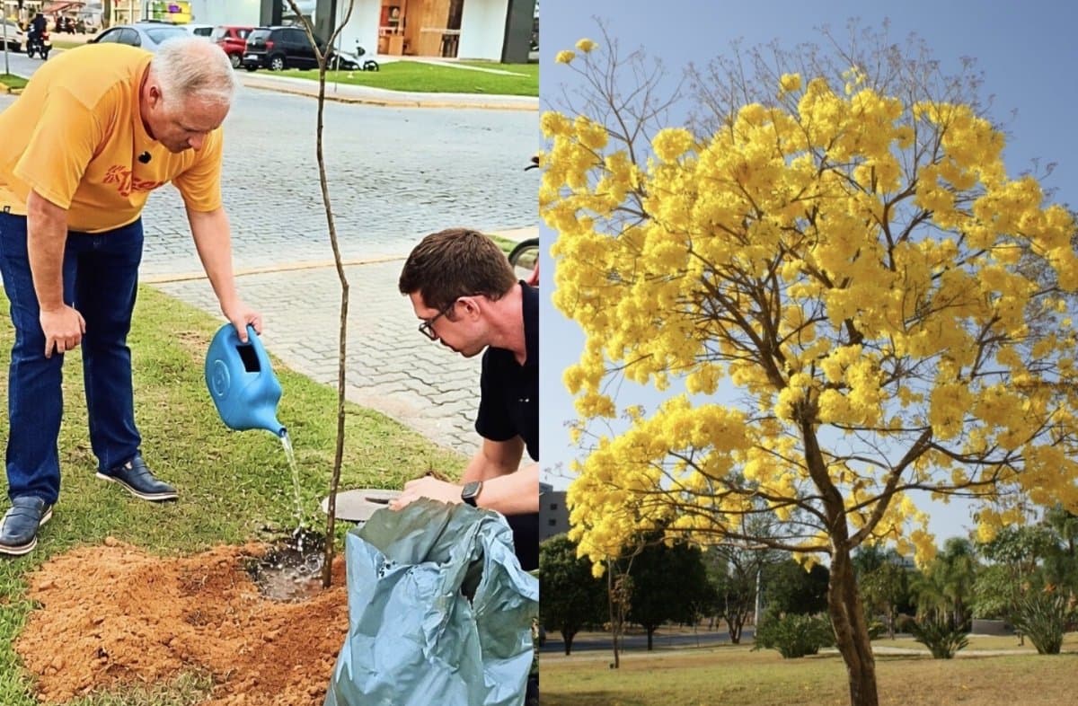 Tijucas investe em árvores: prefeito anuncia plantio de 1.000 ipês para arborizar a cidade
