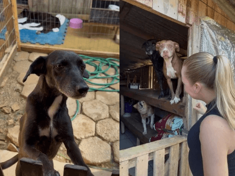 Venda de terreno ameaça abrigo com 60 animais e protetora grávida faz apelo por novo espaço em SC
