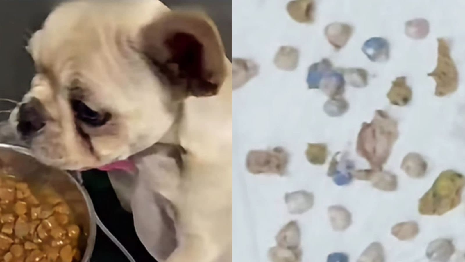 Veterinários tiram 55 pedras de crack do estômago de cadela em SC