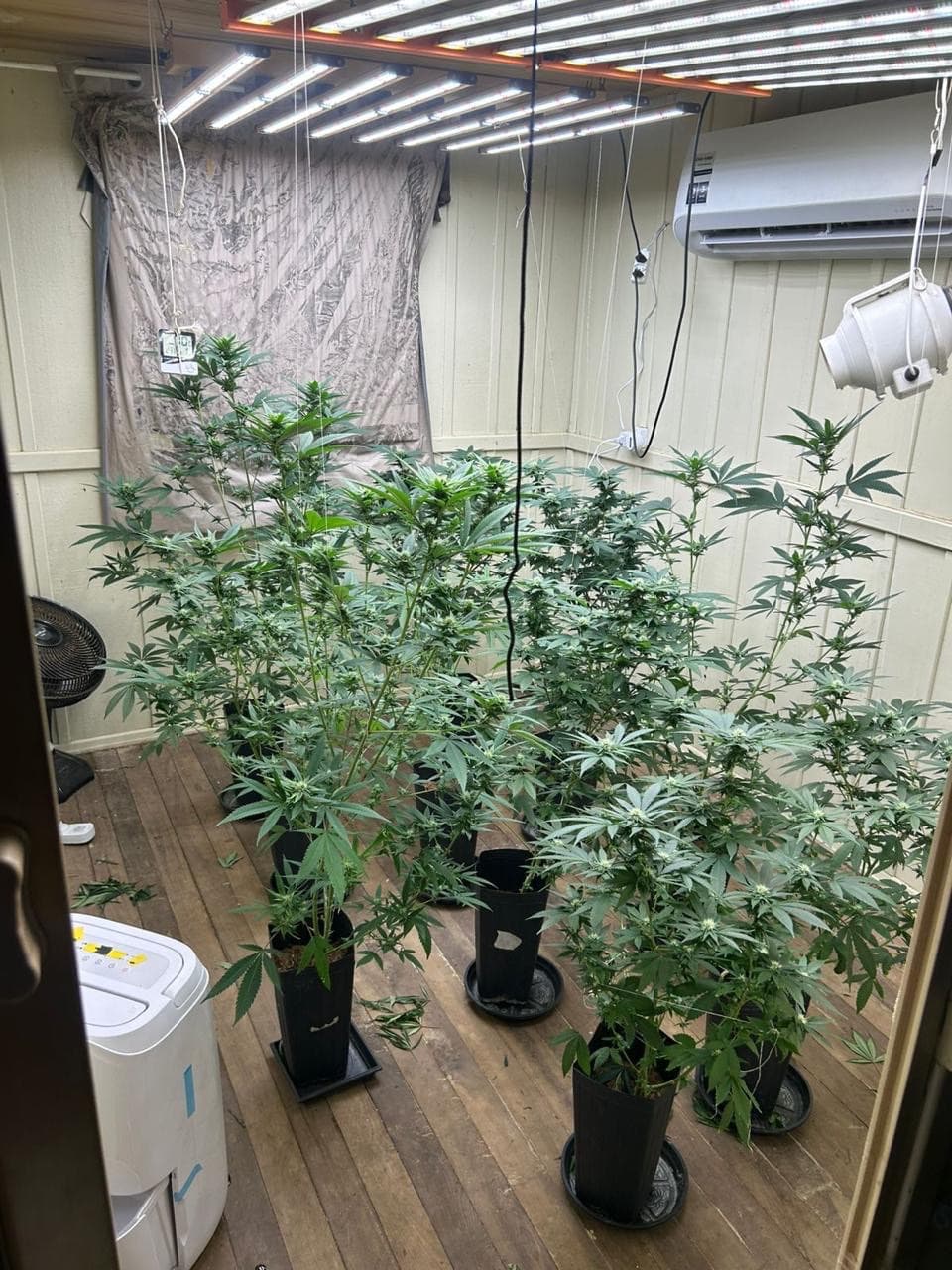 Homem é preso com estufa para cultivo de maconha em Biguaçu