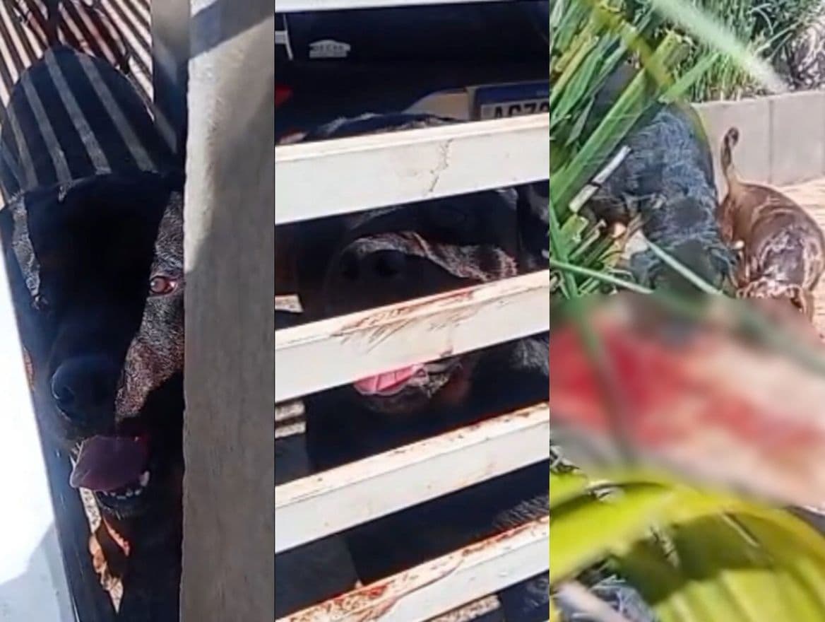 “Sem histórico de agressividade”: cão mata criança de 4 anos em SC