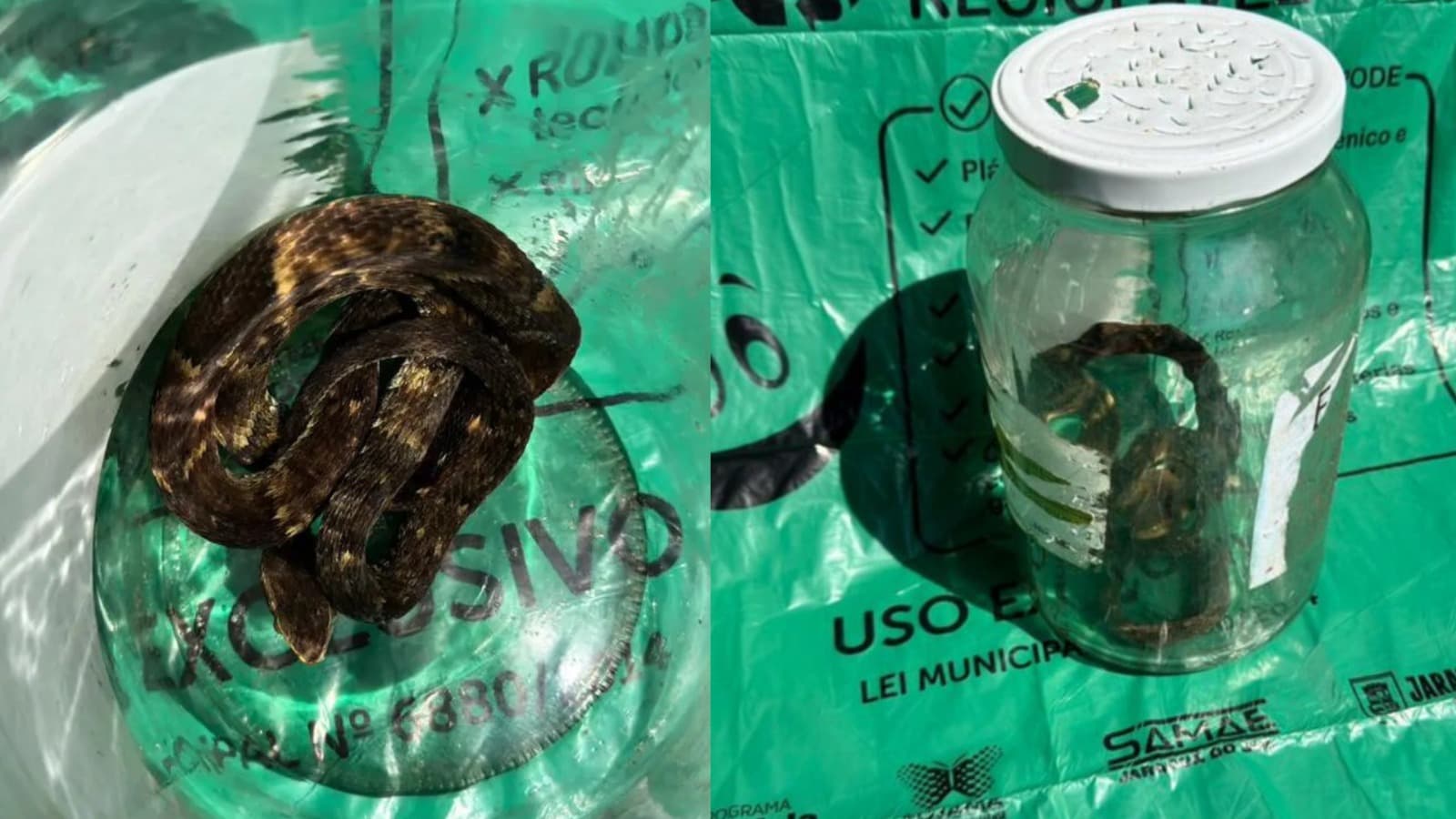 “Se o frasco quebra e a cobra pica alguém”: jararaca viva é achada em cooperativa de reciclagem em SC
