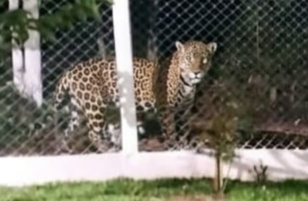 “Onça-pintada em Chapecó”? Imagens viralizam e Polícia Ambiental investiga veracidade