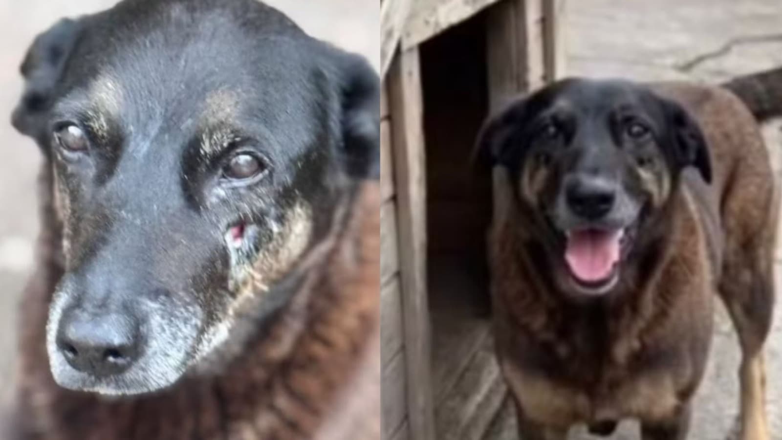 “Investigação não acabou”: MP solicita novas provas sobre a morte do cão Orelha em Florianópolis
