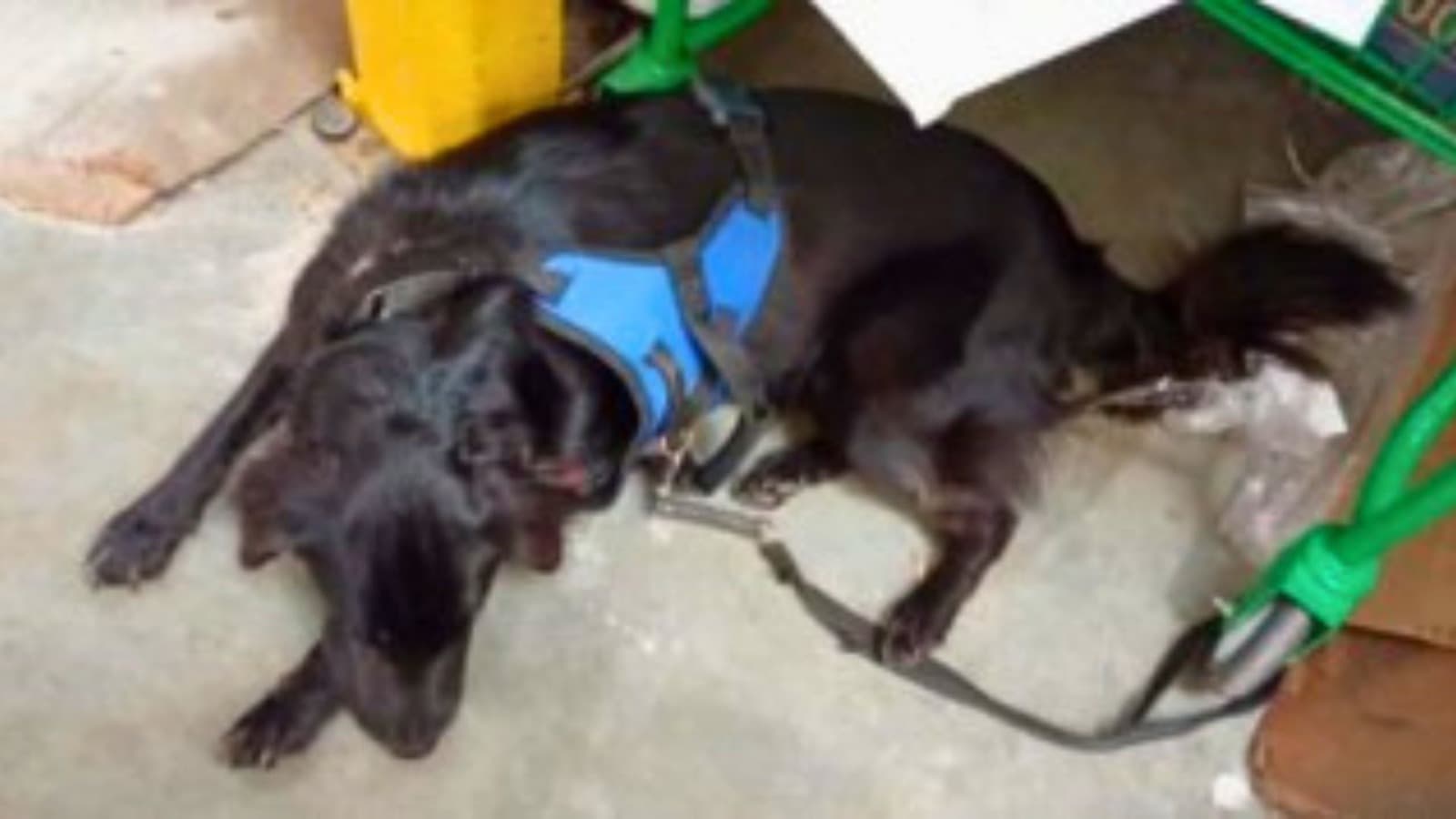 “Ficou preso a noite toda”: mulher é indiciada após abandonar cachorro em supermercado em Florianópolis