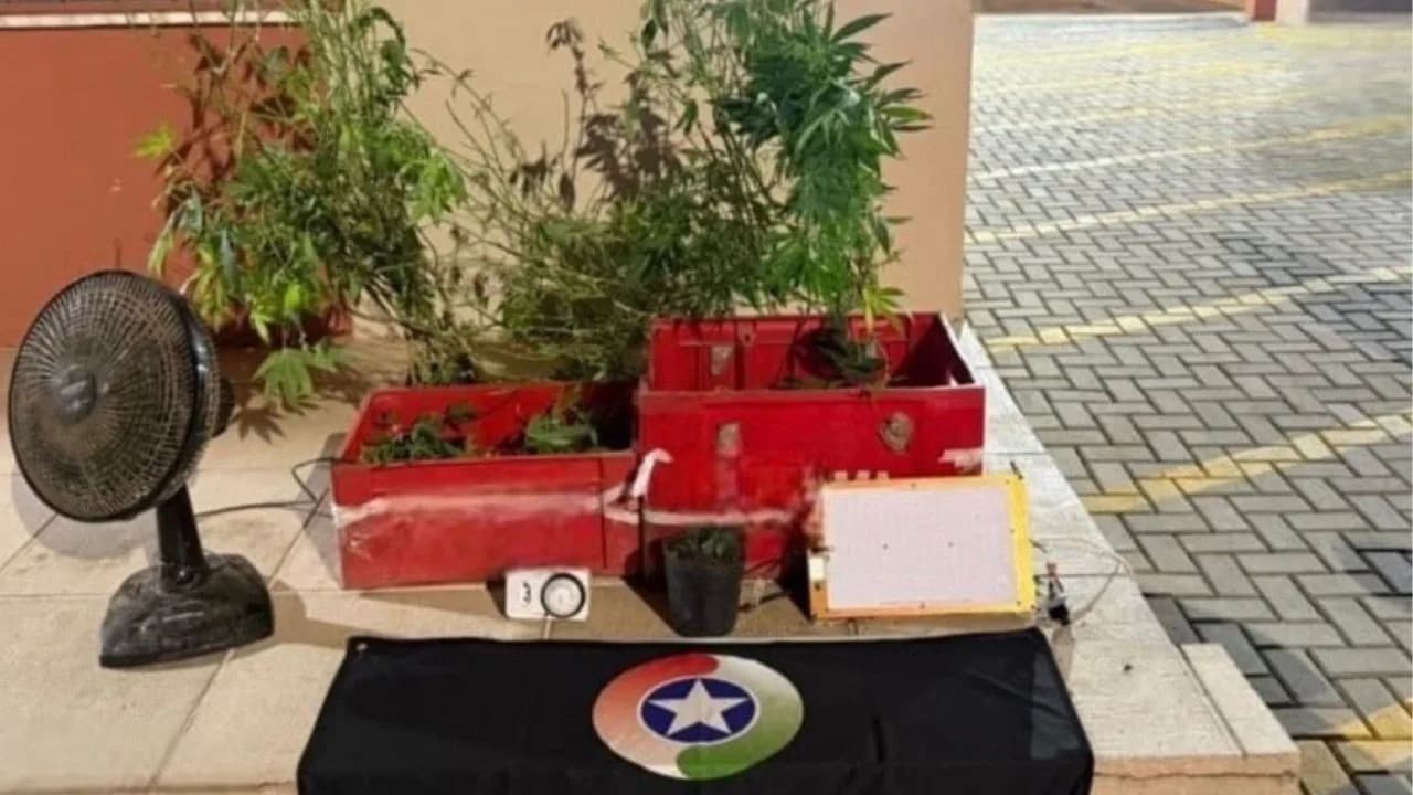 “Era experimento”: PM desmonta plantação de maconha em Lages