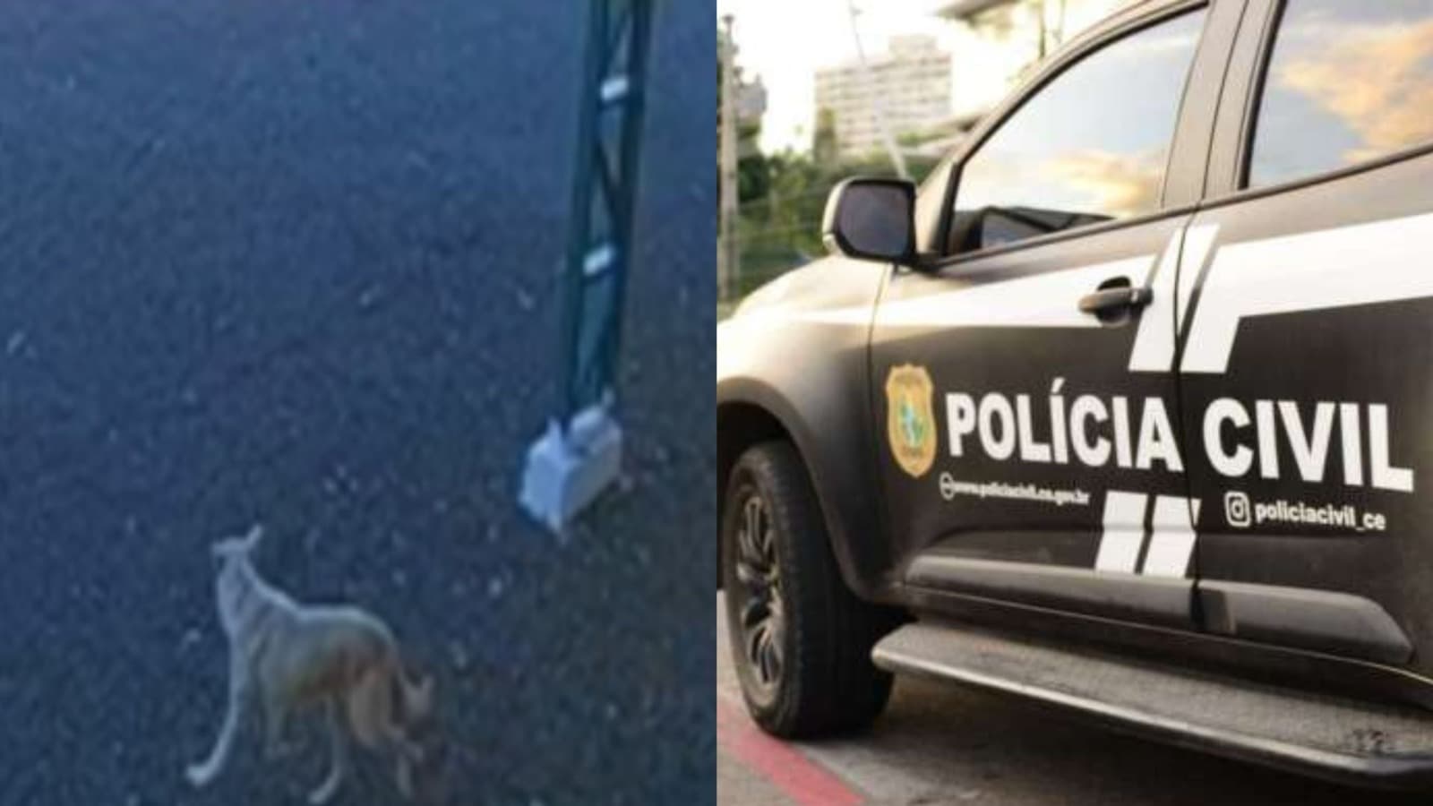 “Do porta-malas para a estrada”: homem é indiciado por abandonar cachorro amarrado em bolsa em SC