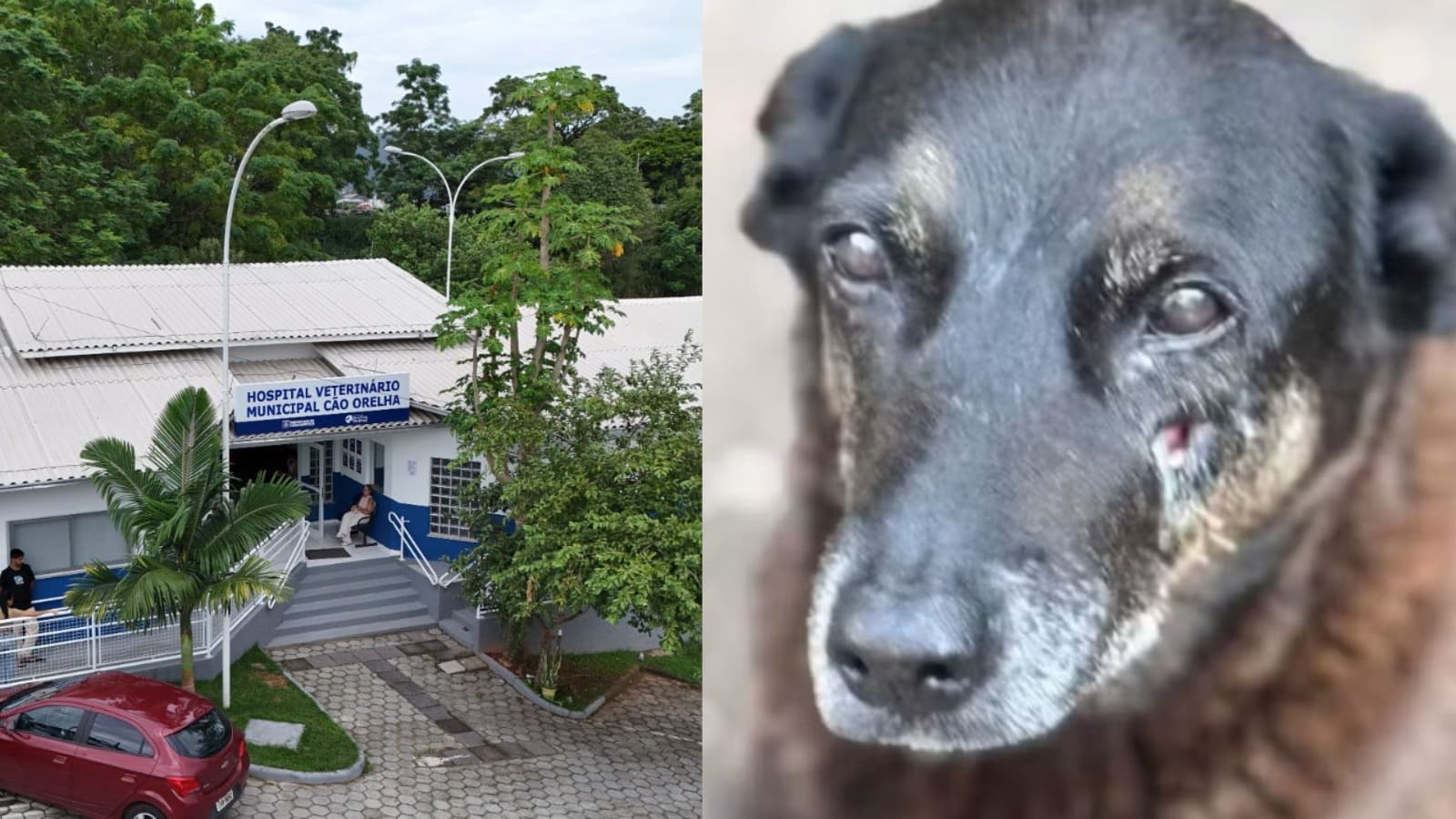 Em homenagem ao cão Orelha, Florianópolis ganha hospital veterinário público com plantão 24 horas