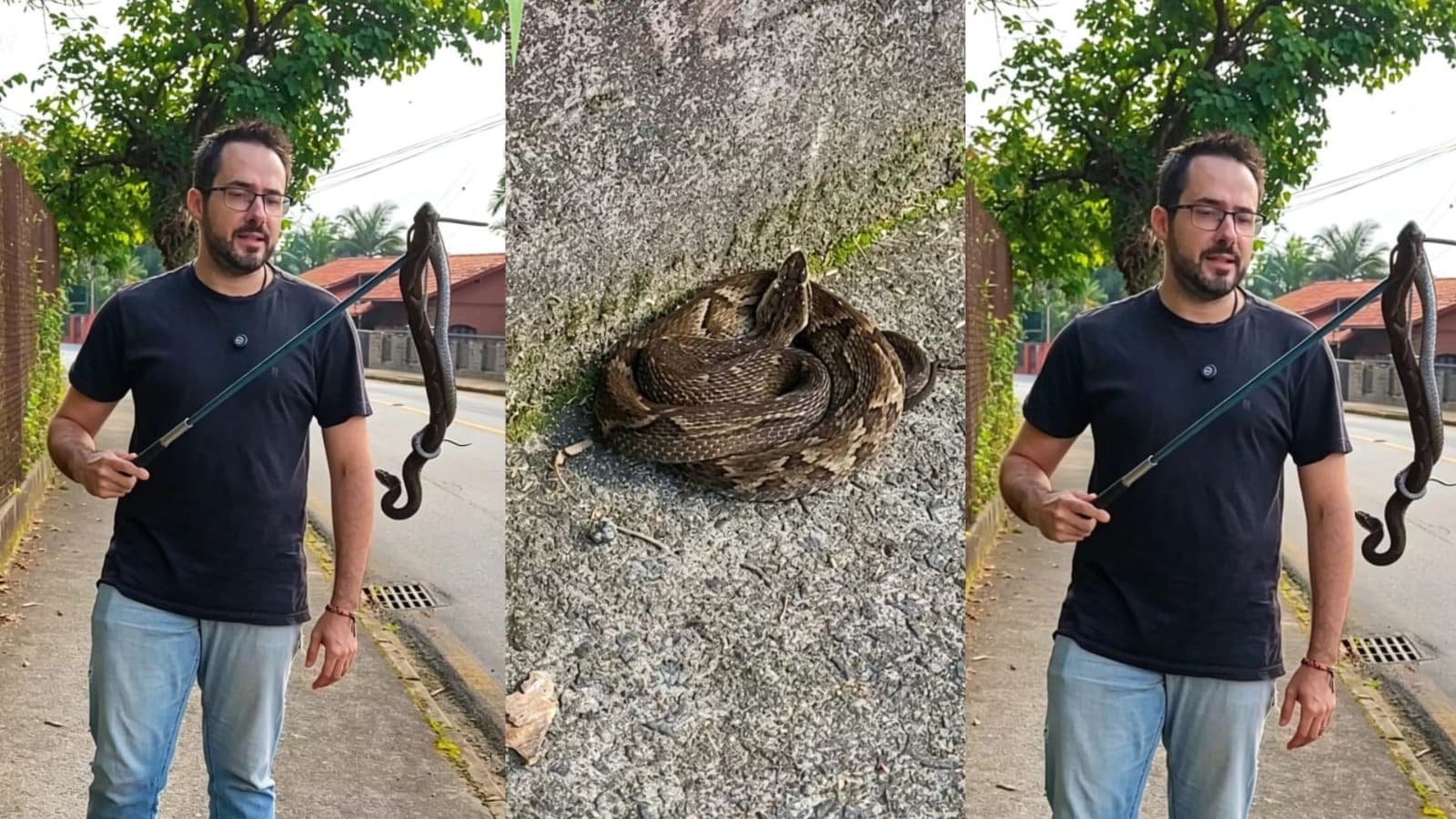 “Cuidado onde pisa”: Pedestres se assustam ao encontrar jararaca de um metro em calçada em SC
