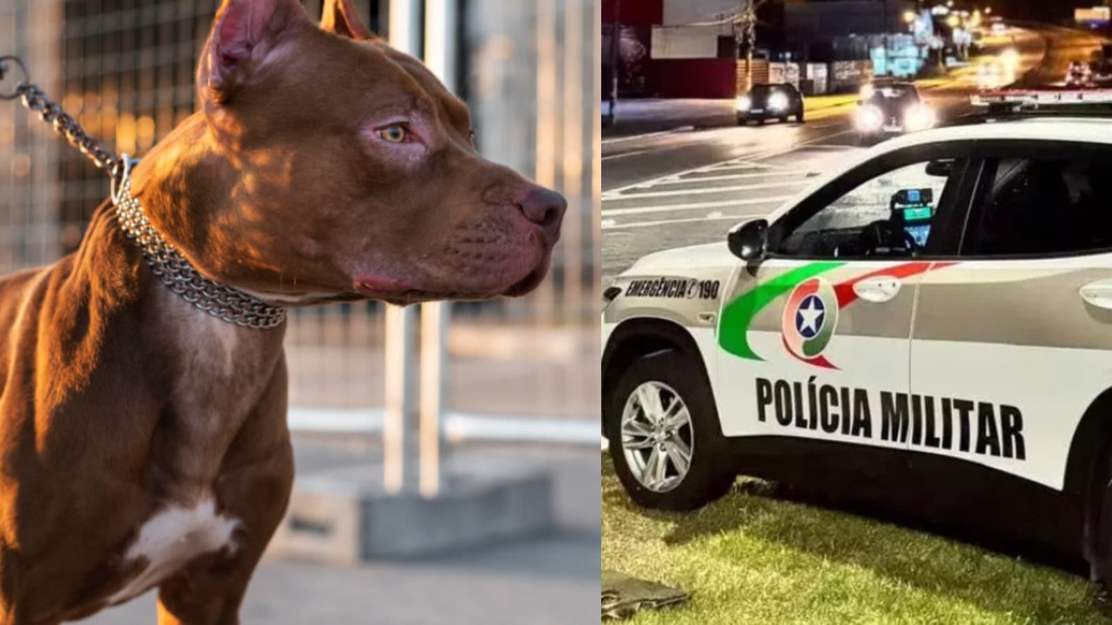 Pitbull arrebenta corrente, derruba portão e ataca trabalhador na rua em Jaraguá do Sul