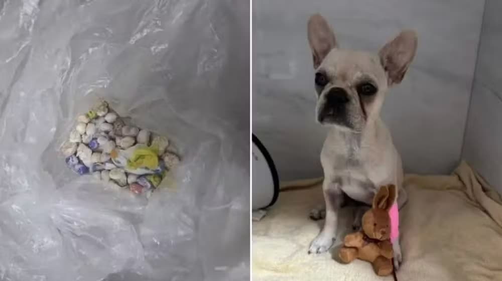 Tutora é solta e usará tornozeleira após filhote de  buldogue engolir 55 pedras de crack em SC
