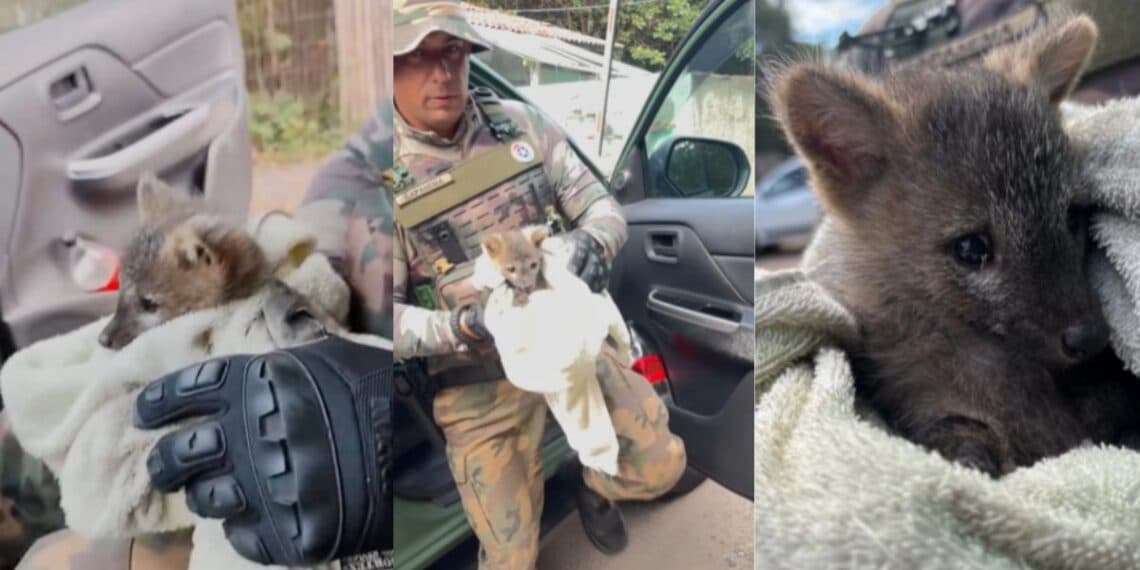 Atacado por animal doméstico, filhote de cachorro-do-mato é resgatado em SC
