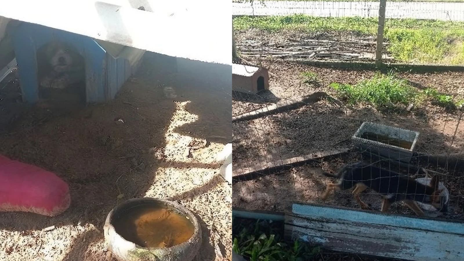 “Corrente curta, sem água e ração mofada”: homem é preso por maus-tratos a cães em SC