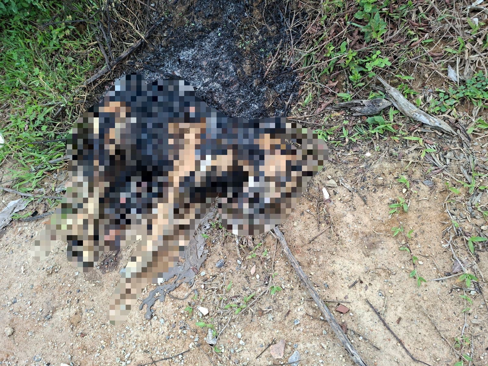 Cachorro é encontrado carbonizado em São José e moradores denunciam: “crueldade absurda”