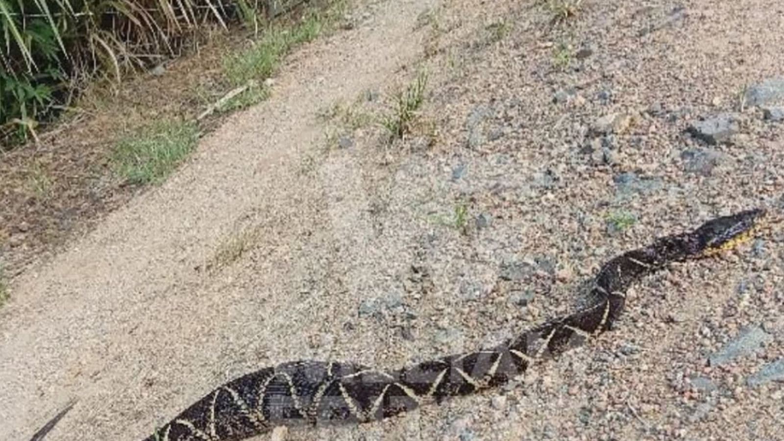 Idoso que quase morreu após picada de cobra encontra nova jararaca no quintal de residência