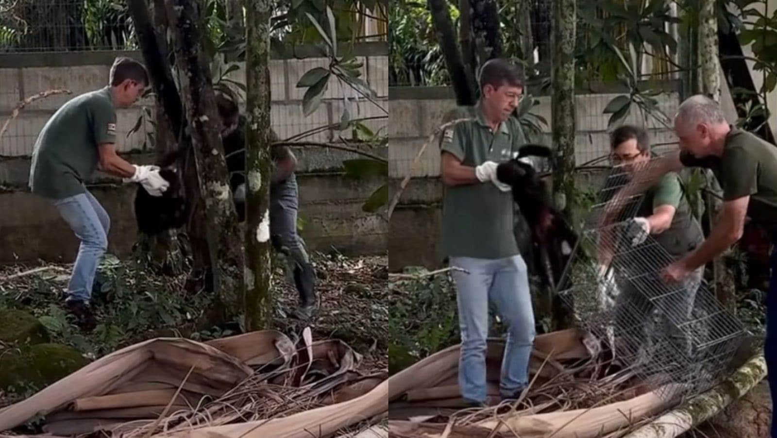 Bugio ferido é resgatado após ser visto rastejando em rua