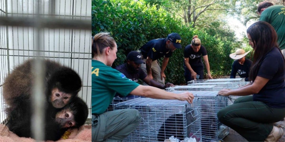 “Tratados como mercadoria há uma década”: Ibama fecha último criadouro de macacos-prego do Brasil em SC