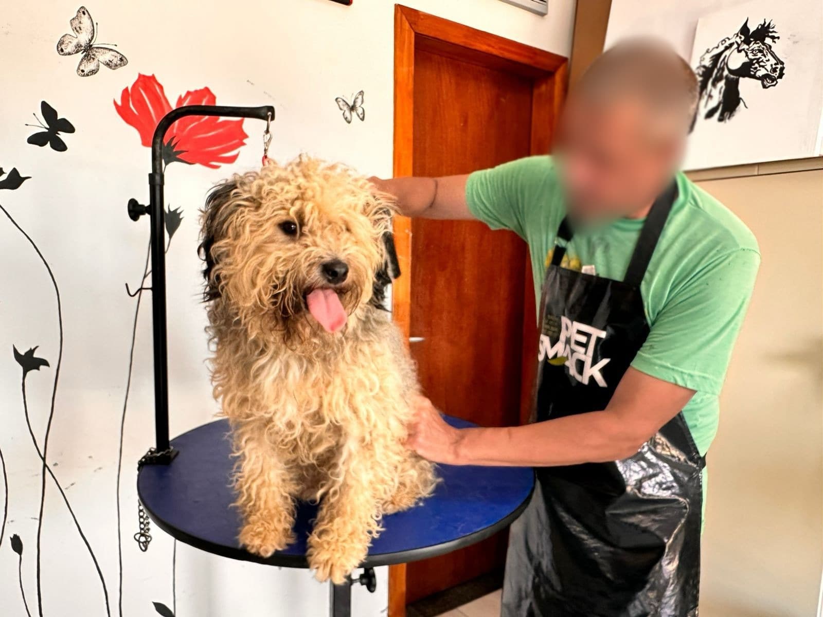SC investe no mercado pet para ressocializar presos