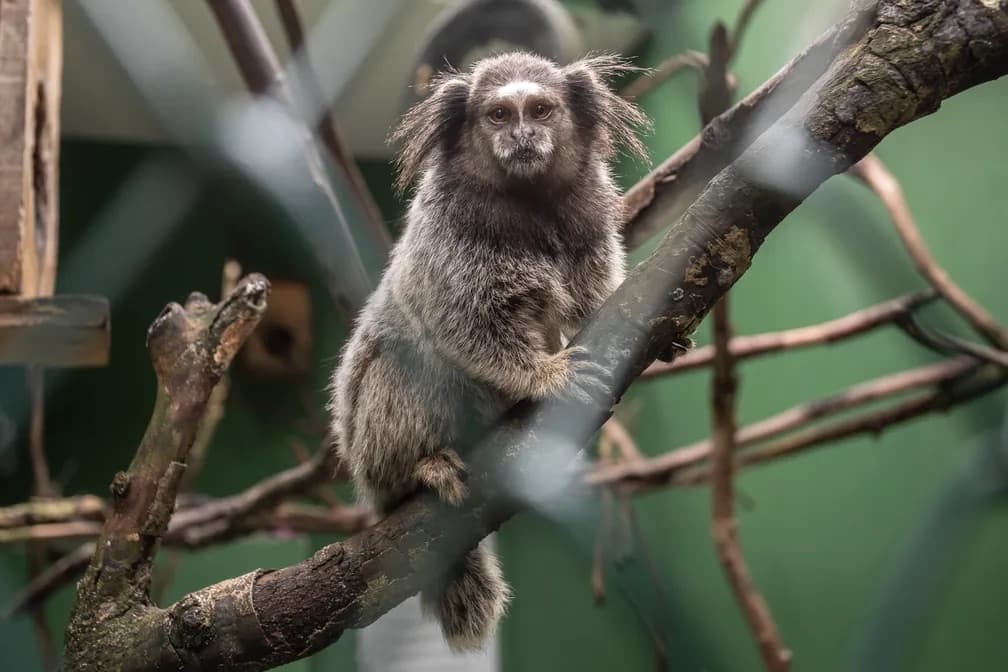Bióloga do IMA alerta: alimentar animais silvestres em UCs causa doenças e desequilíbrio ecológico