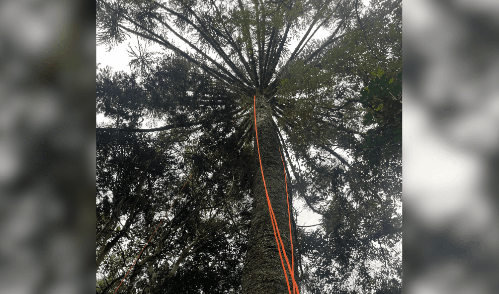 Homem sobe em árvore de 15 metros para colher pinhão e precisa ser resgatado pelos bombeiros no interior de SC