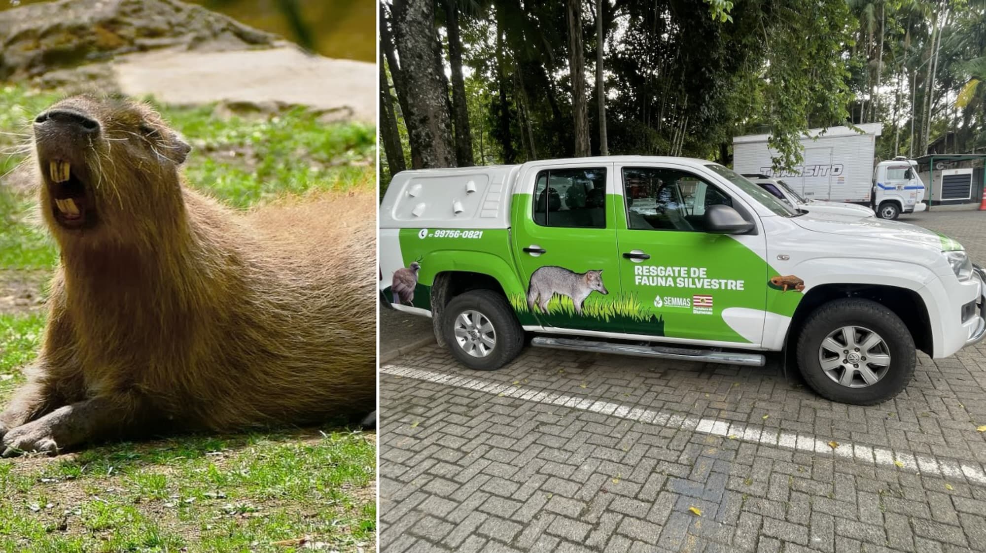 Blumenau cria programas para resgatar e monitorar fauna silvestre