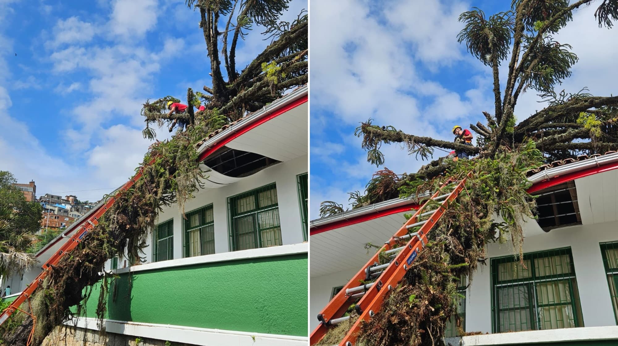 Árvore ameaça estrutura de hospital e mobiliza bombeiros em Florianópolis