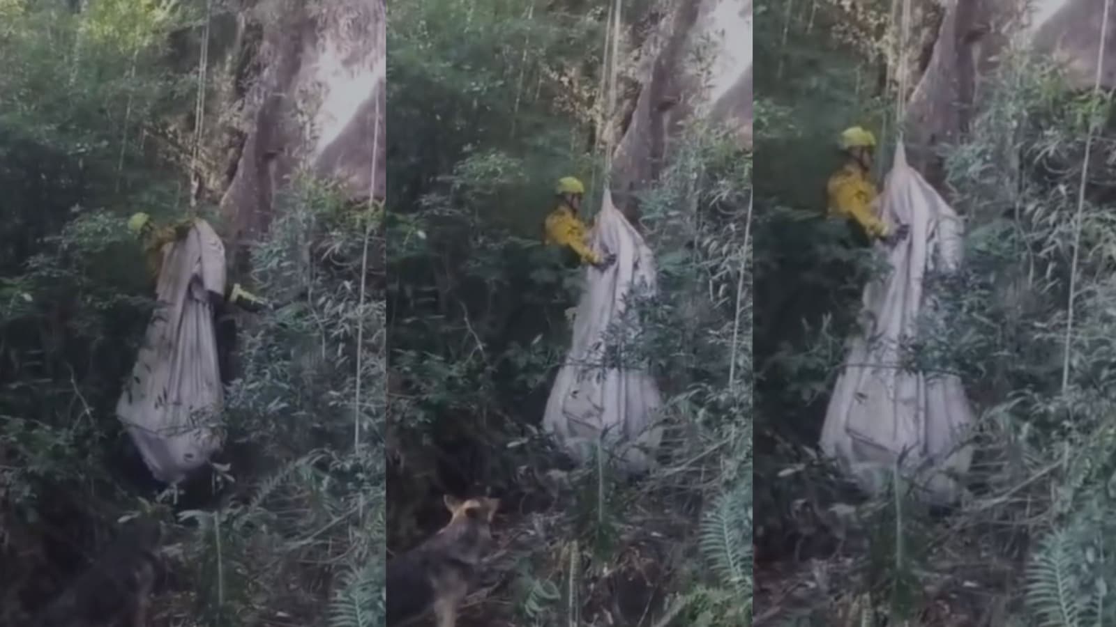 Novilha de 150 kg cai de encosta de 40 metros e mobiliza resgate em SC