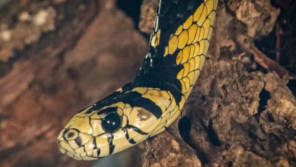 “Susto no bananal”: jovem é picado por cobra no rosto em SC