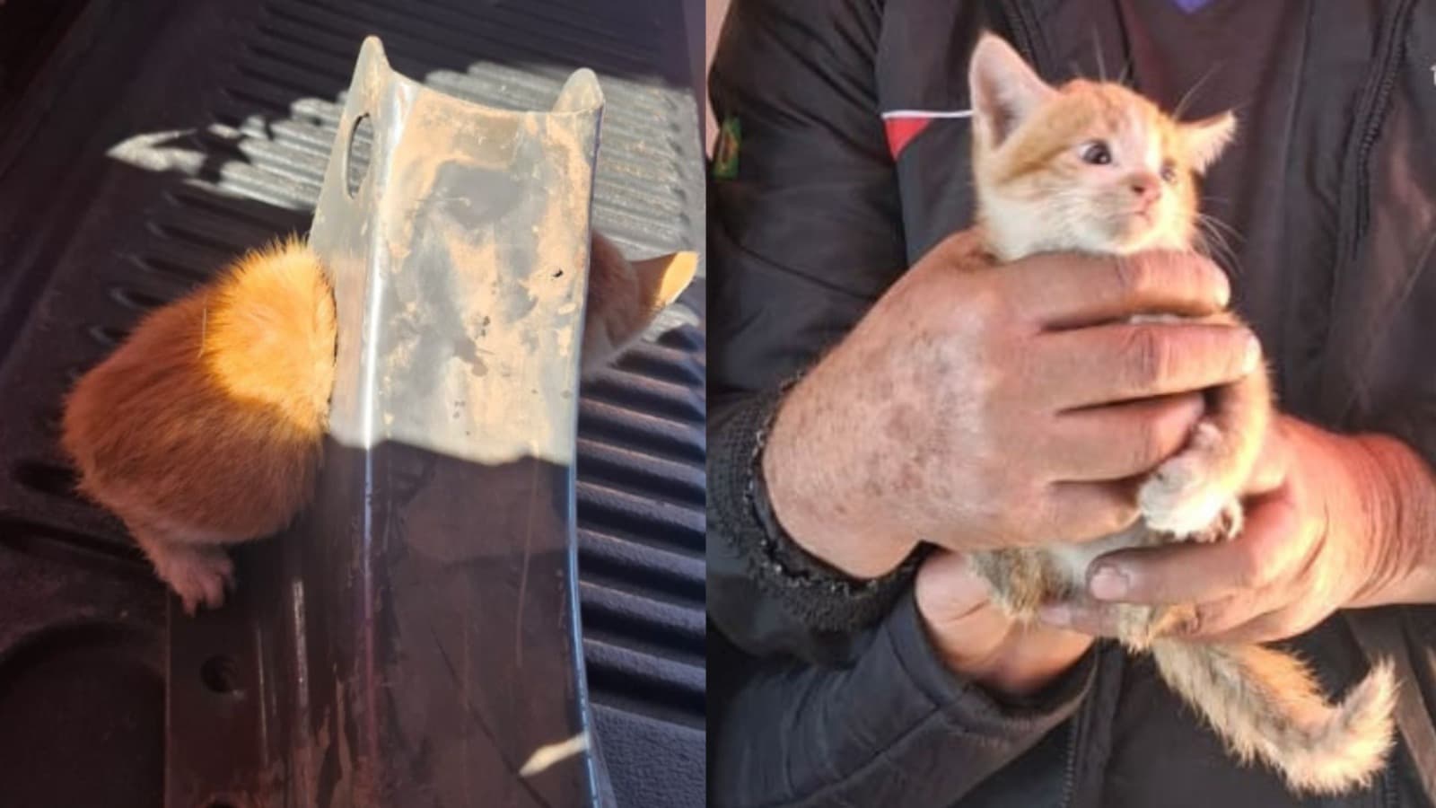 Filhote de gato é resgatado após ficar com a cabeça presa em peça de ferro em SC