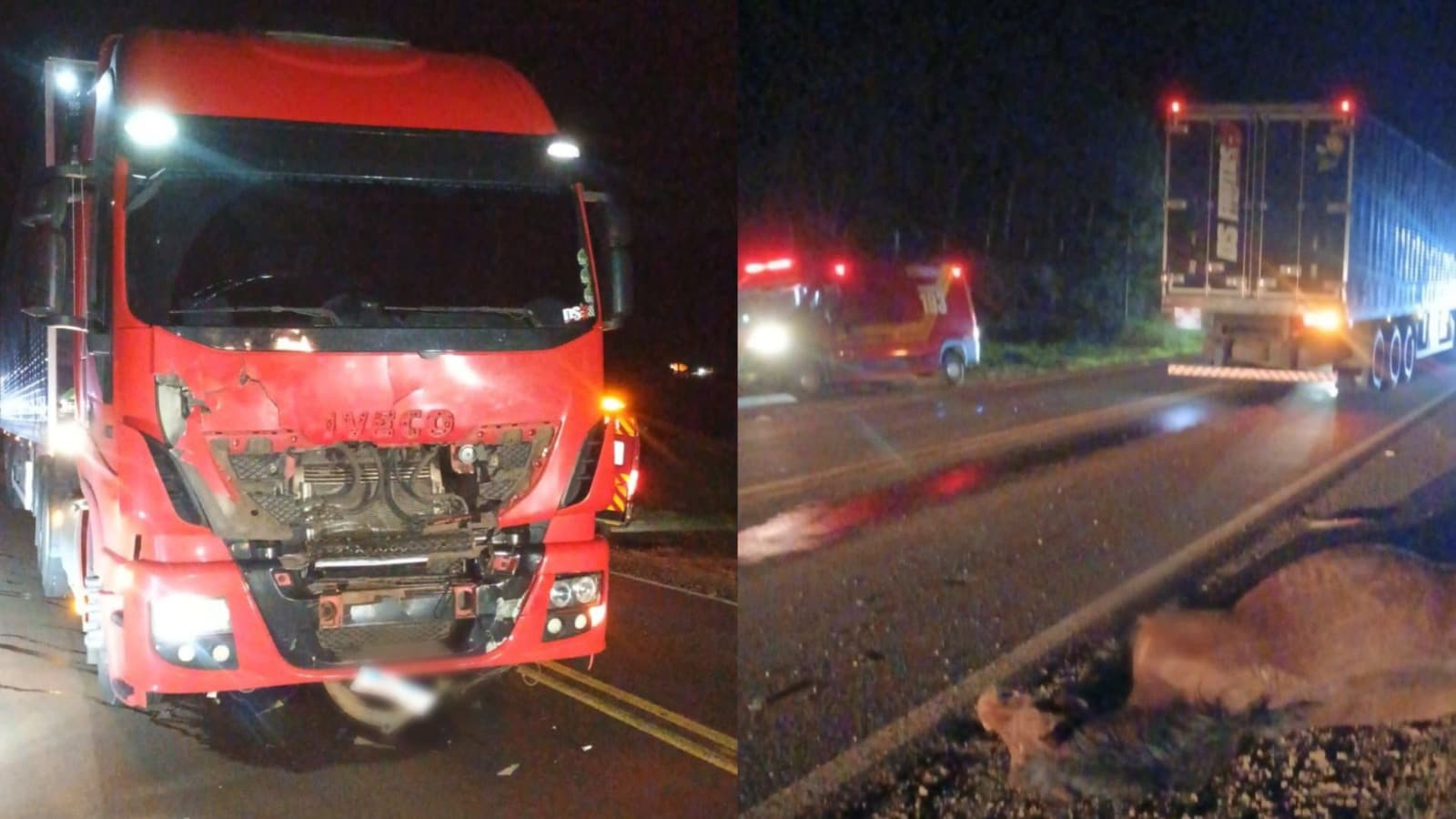 Cavalo se assusta, invade rodovia e morre atropelado por caminhão em SC