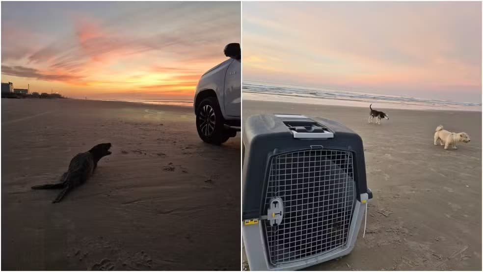 “Cena triste no litoral”: lobo-marinho tem crânio fraturado após ataque de cães em SC