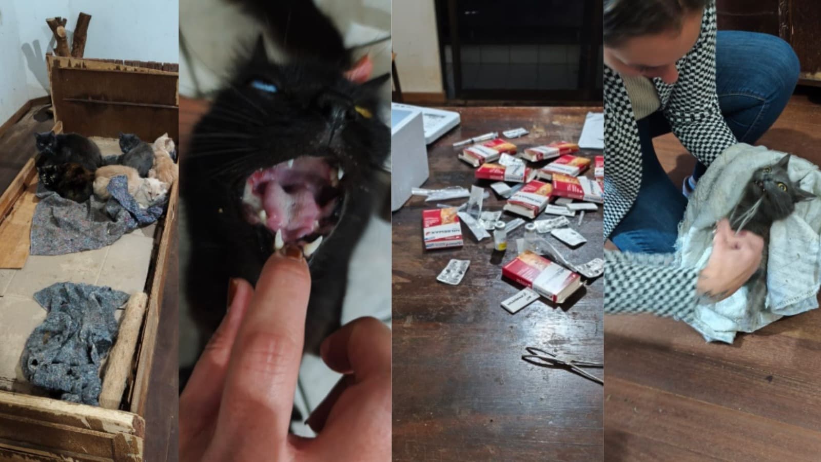 “Muitos estavam feridos”: protetoras relatam cenário crítico em apartamento com 400 gatos em SC
