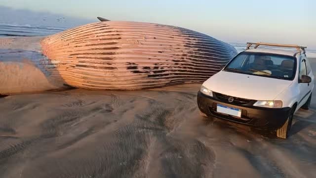 Com 13 metros, baleia impressiona moradores após aparecer morta em praia de SC