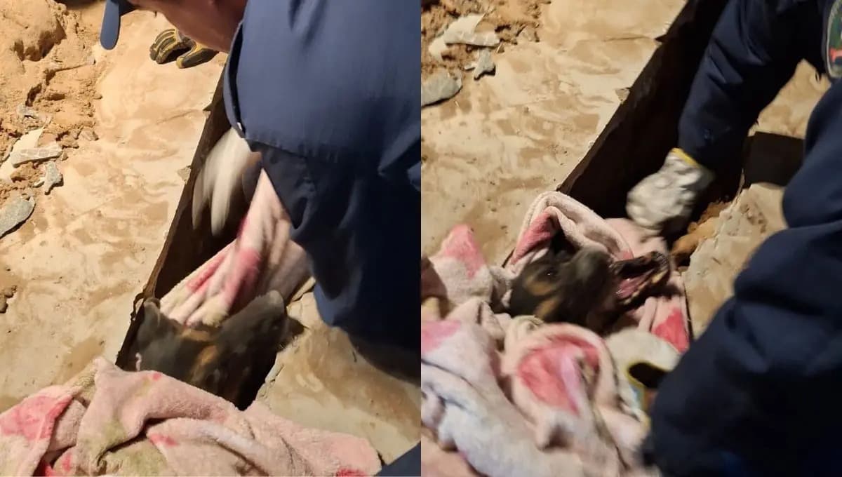 Presa em vala de 2 metros, cachorra idosa é resgatada pelos bombeiros em Florianópolis