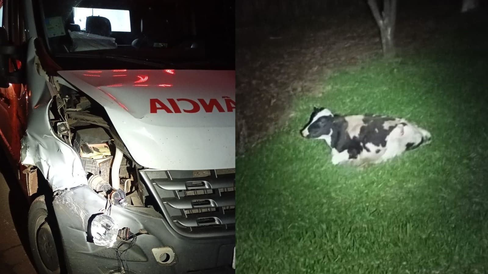 “Não deu tempo de desviar”: ambulância atropela boi solto em rodovia do Oeste de SC