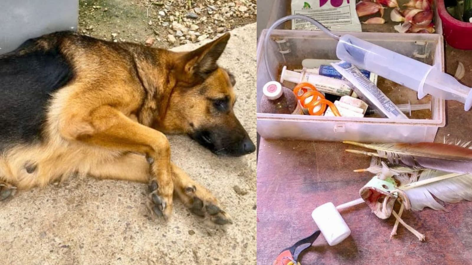 Cachorra agoniza no pátio enquanto polícia encontra possível arena de rinha de galos em SC