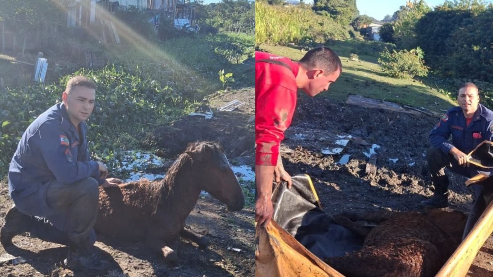 “Atolou”: bombeiros enfrentam banhado e carregam cavalo por 700 metros em Florianópolis