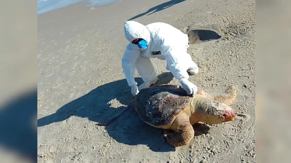Cena triste em Floripa: tartaruga ameaçada de extinção aparece morta na areia